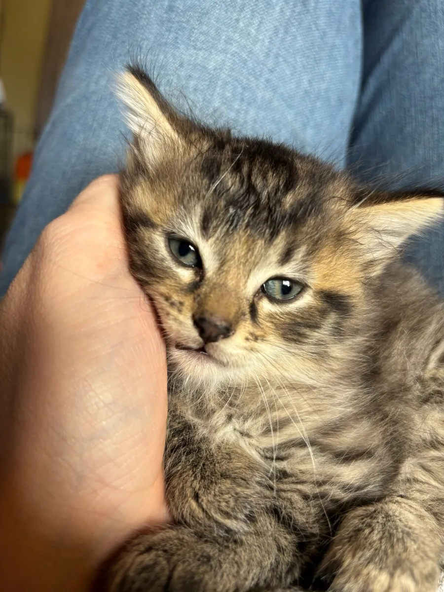 Kid friendly Main coon cross fluffy kittens - Image 2