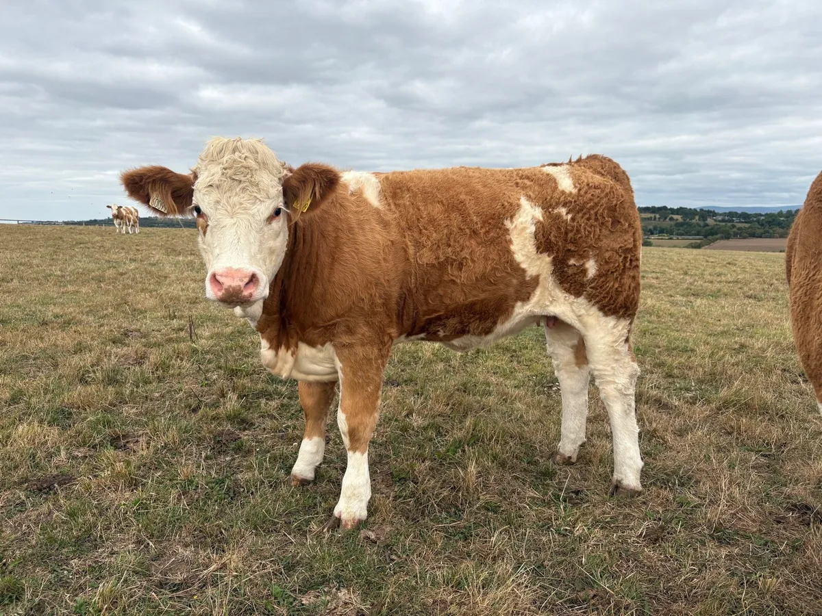 Simmental Pedigree heifers - Image 2