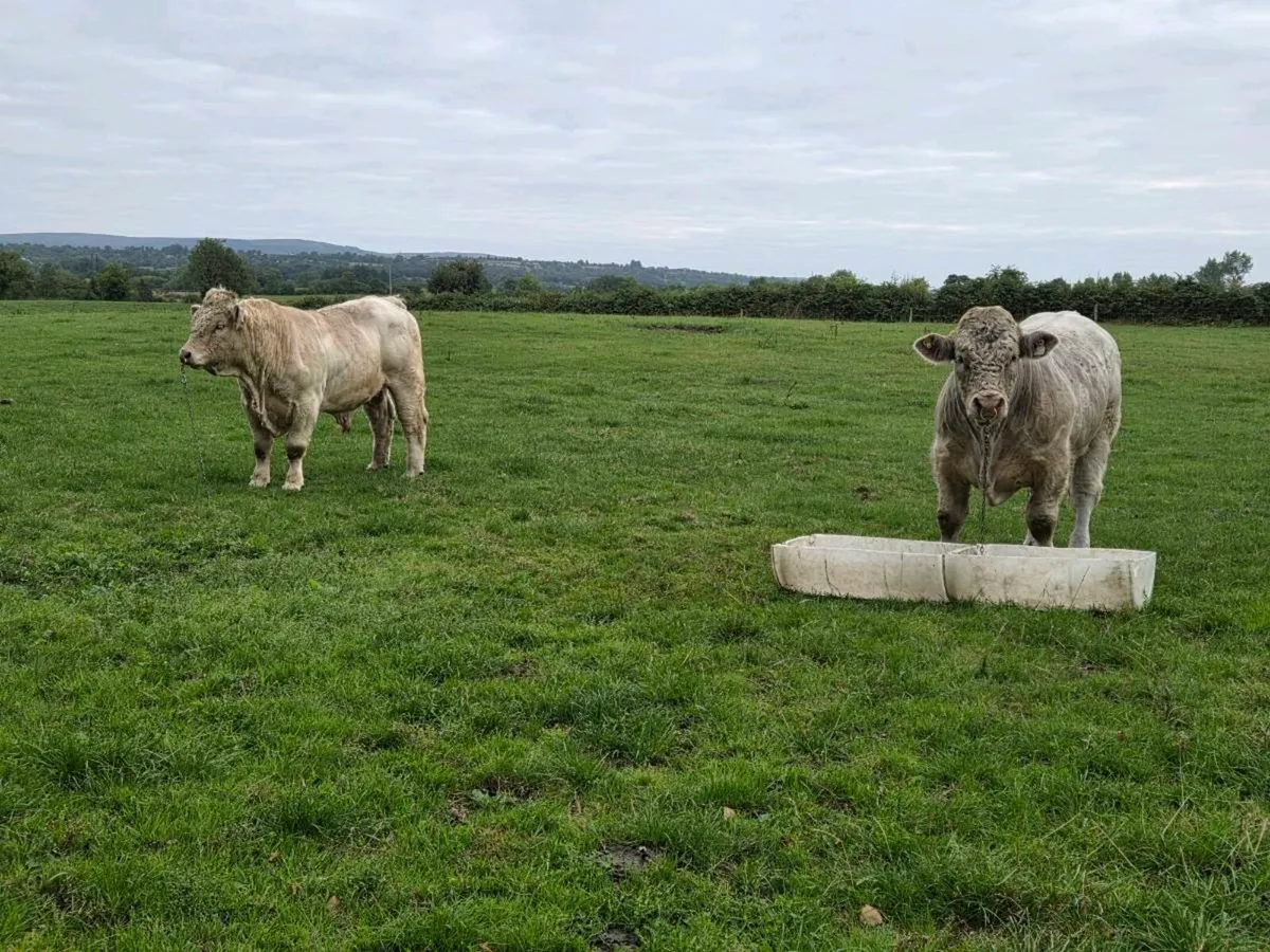 Bulls - Image 3