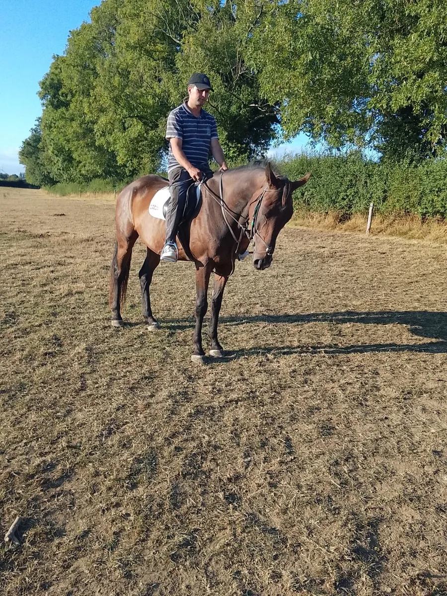 Horse - Image 1