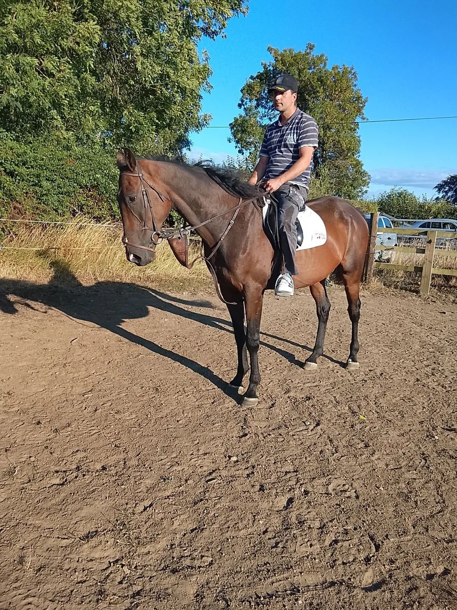 Horse - Image 2