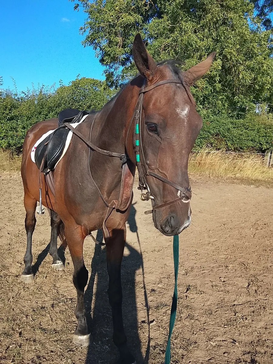 Horse - Image 3