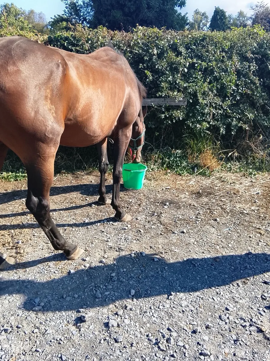 Horse - Image 4