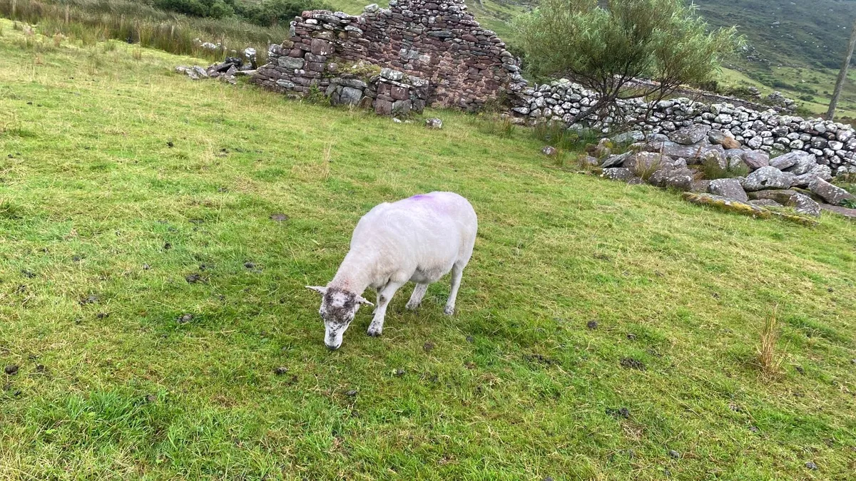 Young x bred sheep - Image 2