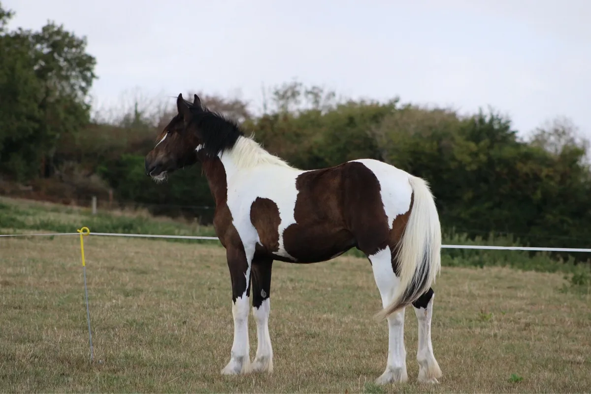 Yearling colt . - Image 1