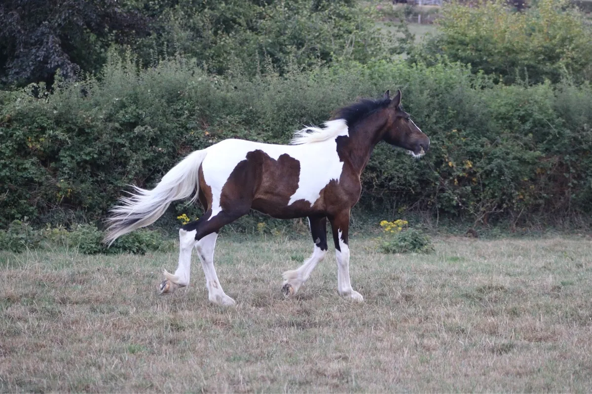 Yearling colt . - Image 2
