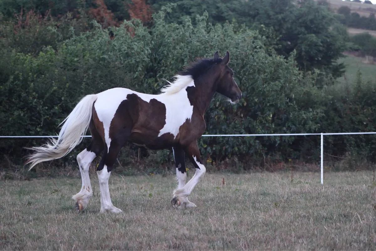 Yearling colt . - Image 3