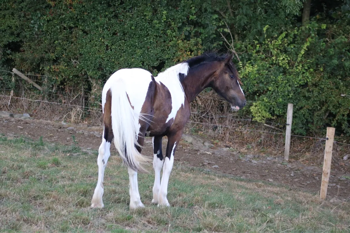 Yearling colt . - Image 4