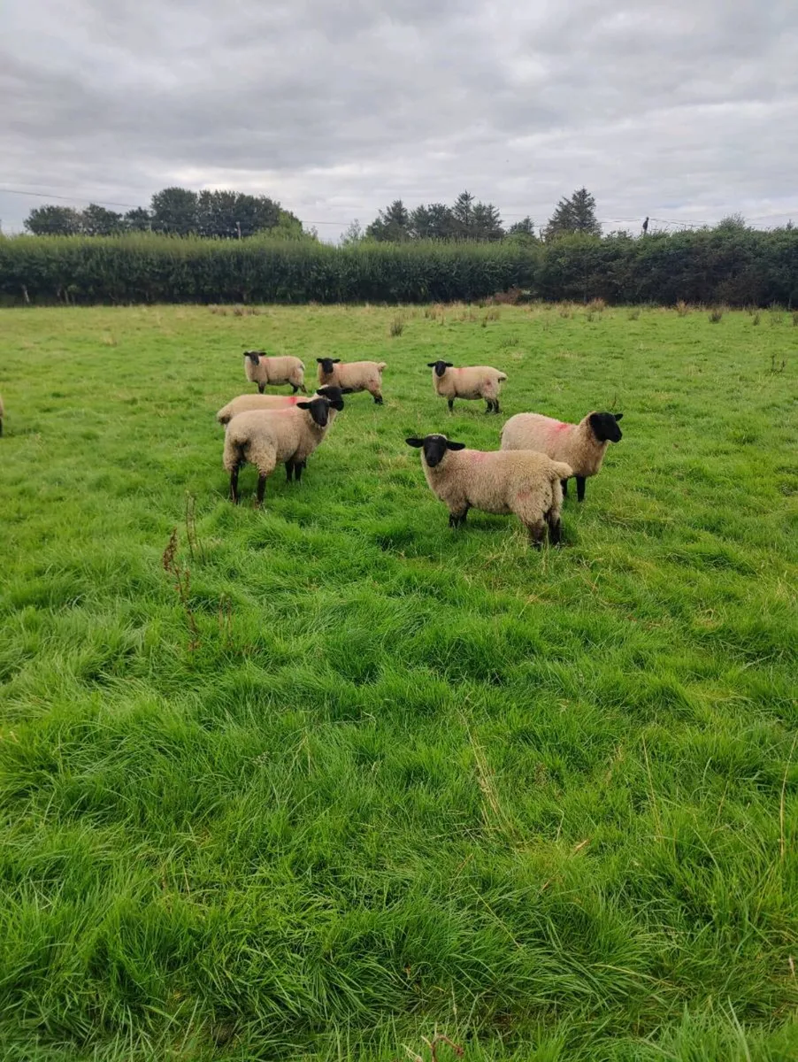Suffolk X belclare ewe lambs - Image 3