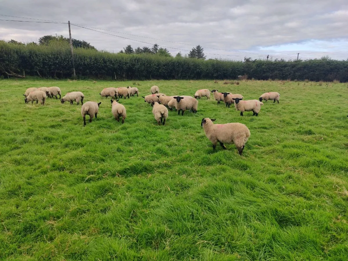 Suffolk X belclare ewe lambs - Image 4