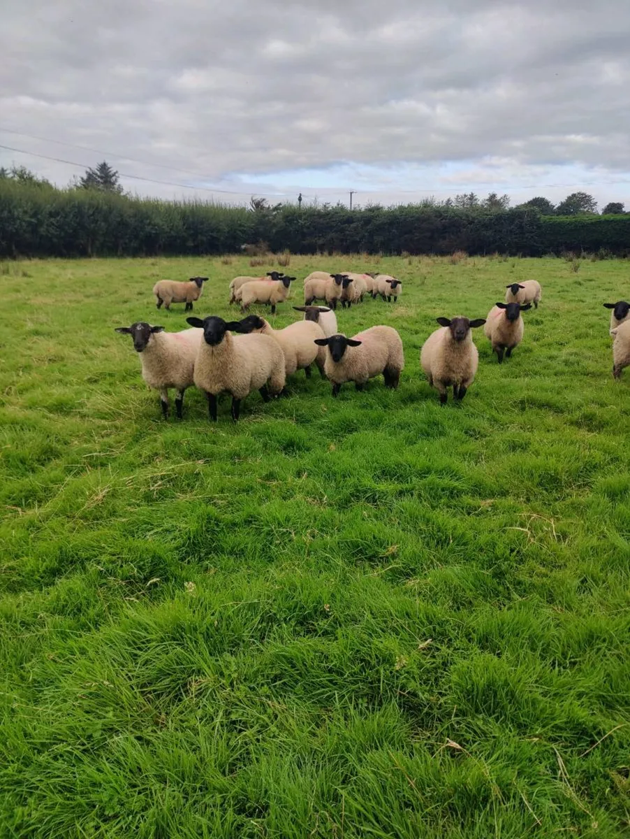 Suffolk X belclare ewe lambs - Image 1