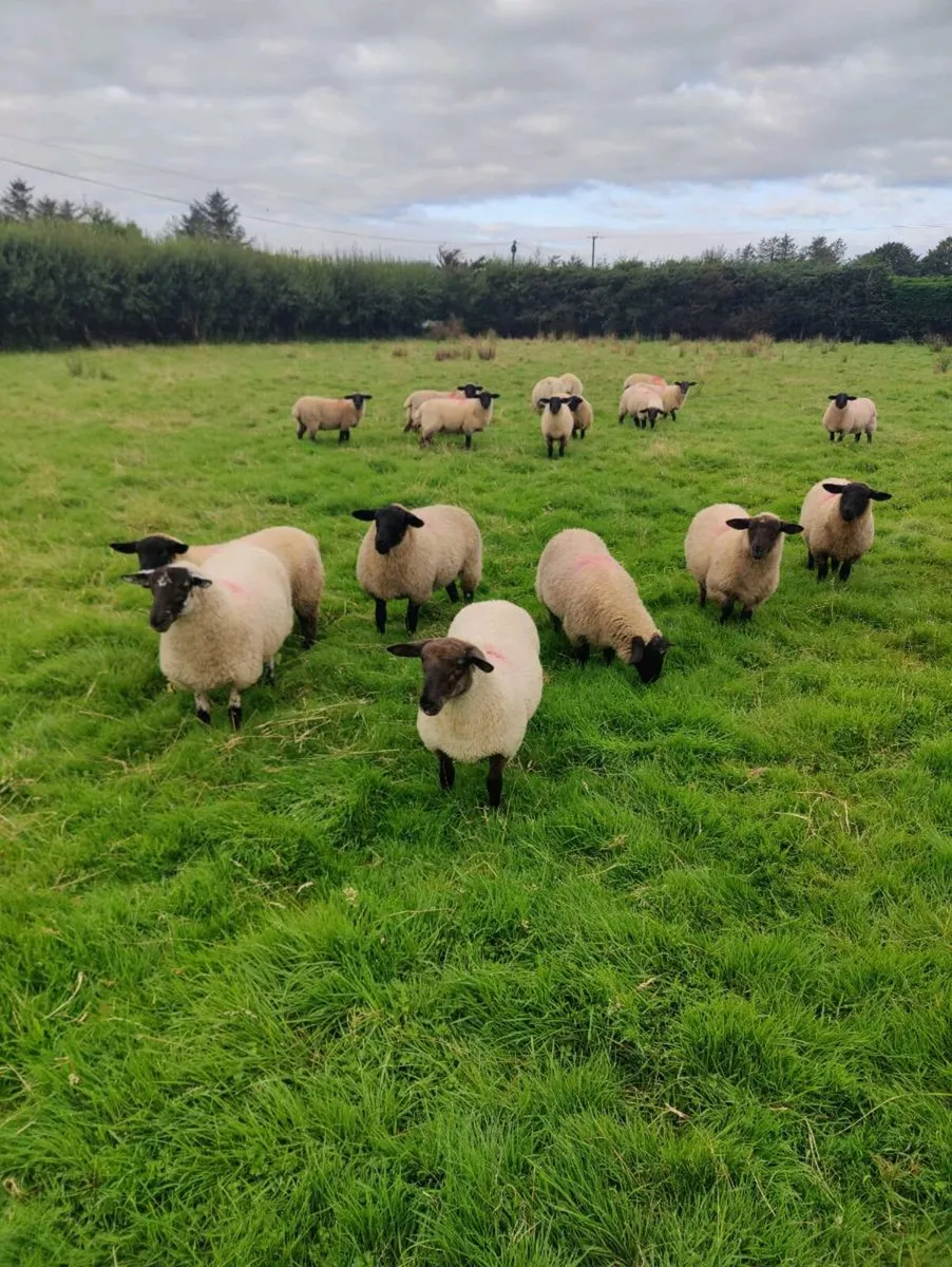 Suffolk X belclare ewe lambs - Image 2