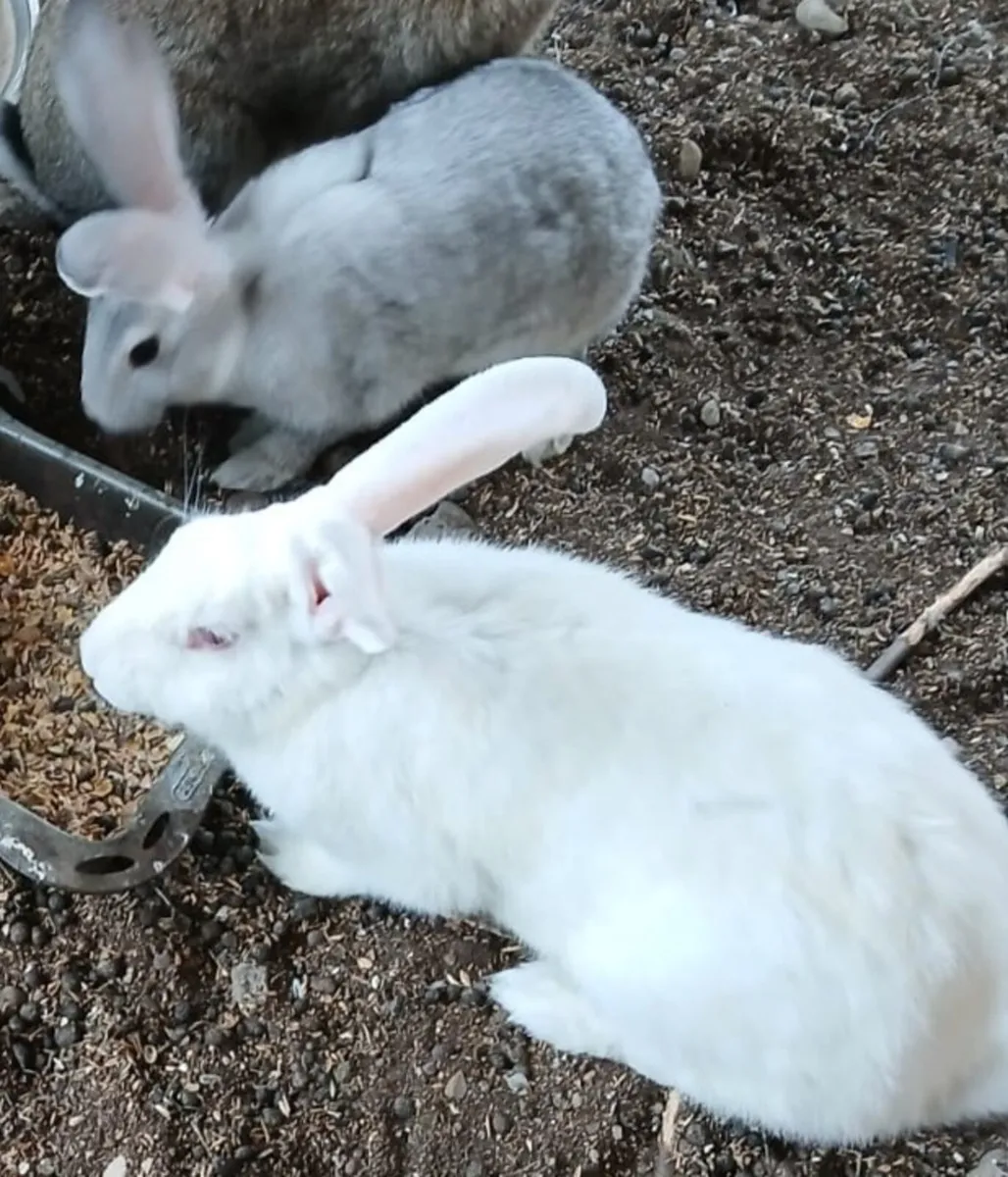 Giant flemish rabbit