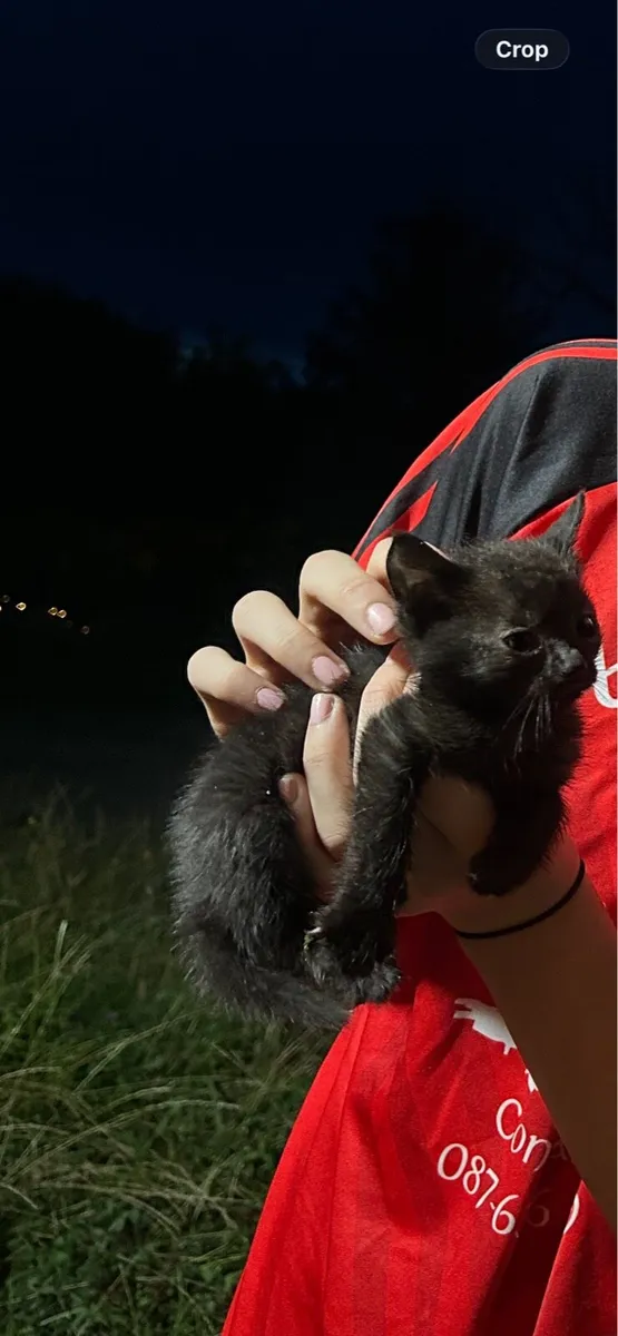 Black Tabby Kitten - Image 2