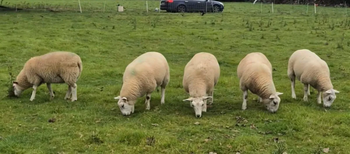 Belclare ewe lambs - Image 2