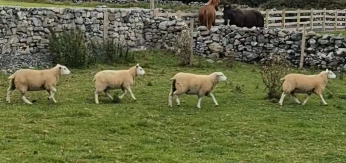 Belclare ewe lambs - Image 3