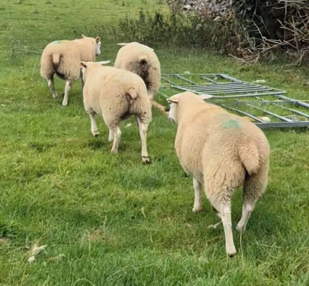 Belclare ewe lambs - Image 4