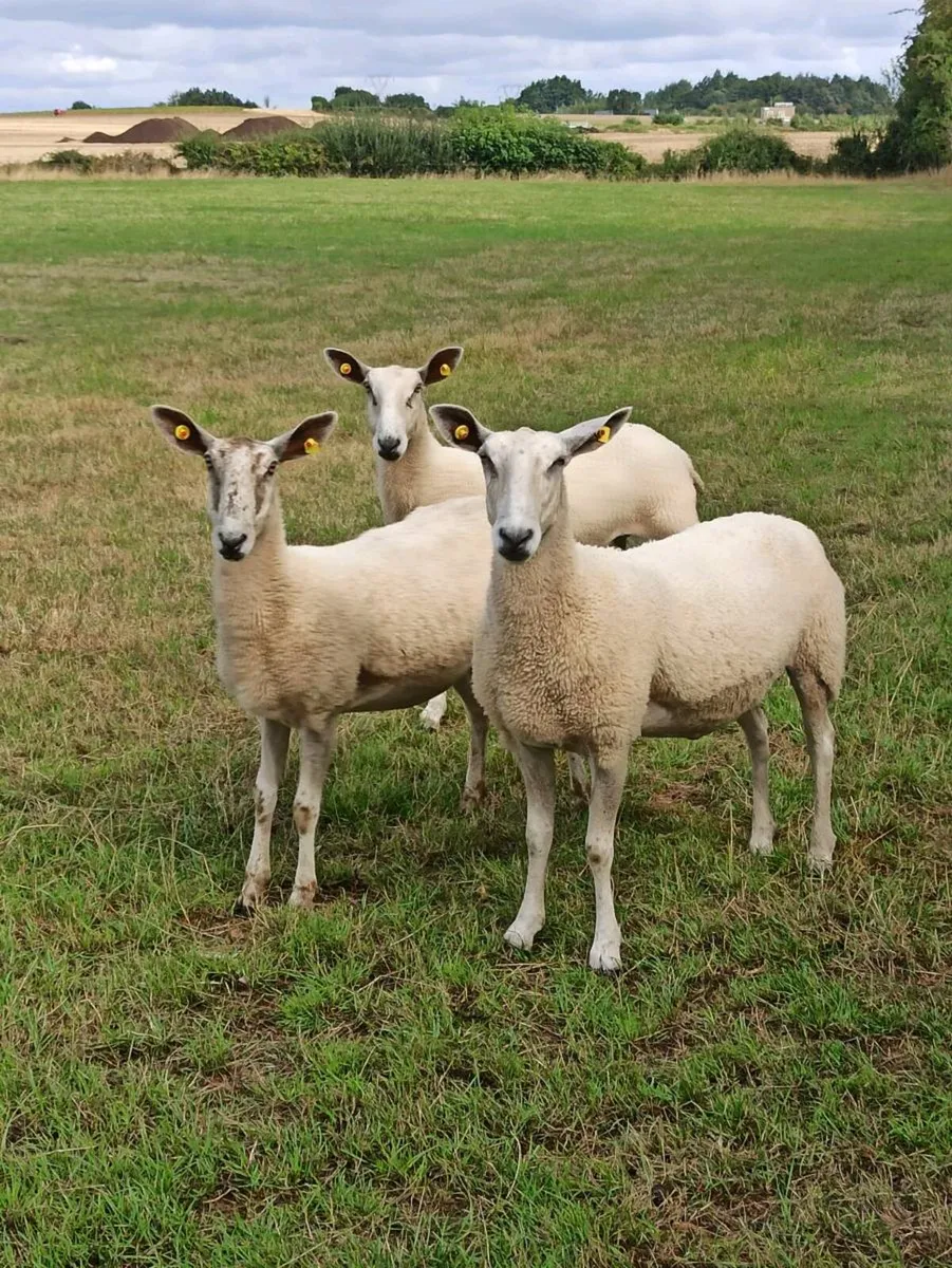 Bluefaced Leicester ewes - Image 1