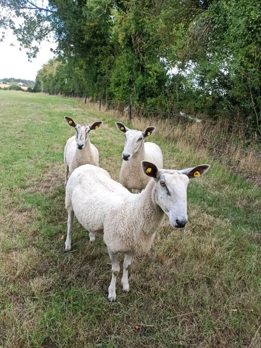 Bluefaced Leicester ewes - Image 2