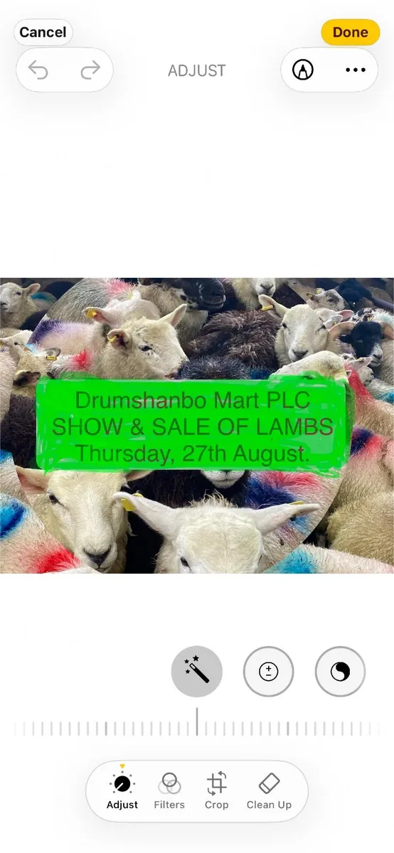 SHEEP SALE  DRUMSHANBO MART - Image 1