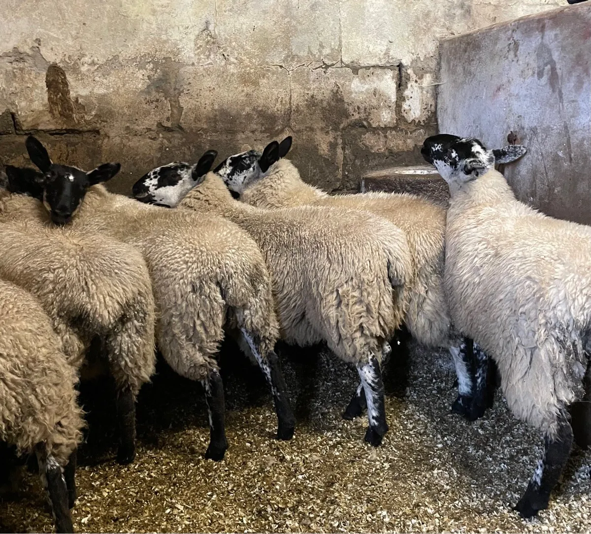 ⭐️EWE LAMBS⭐️ - Image 1