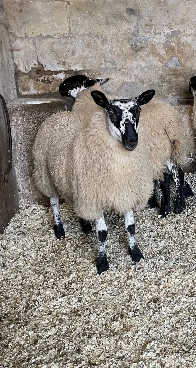 ⭐️EWE LAMBS⭐️ - Image 3