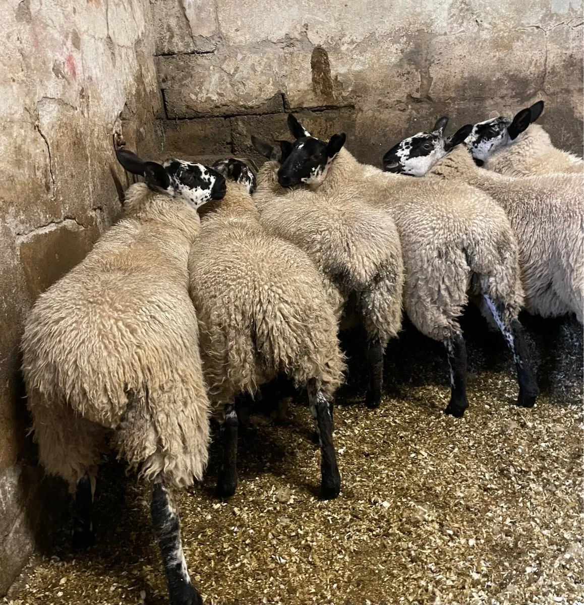 ⭐️EWE LAMBS⭐️ - Image 4