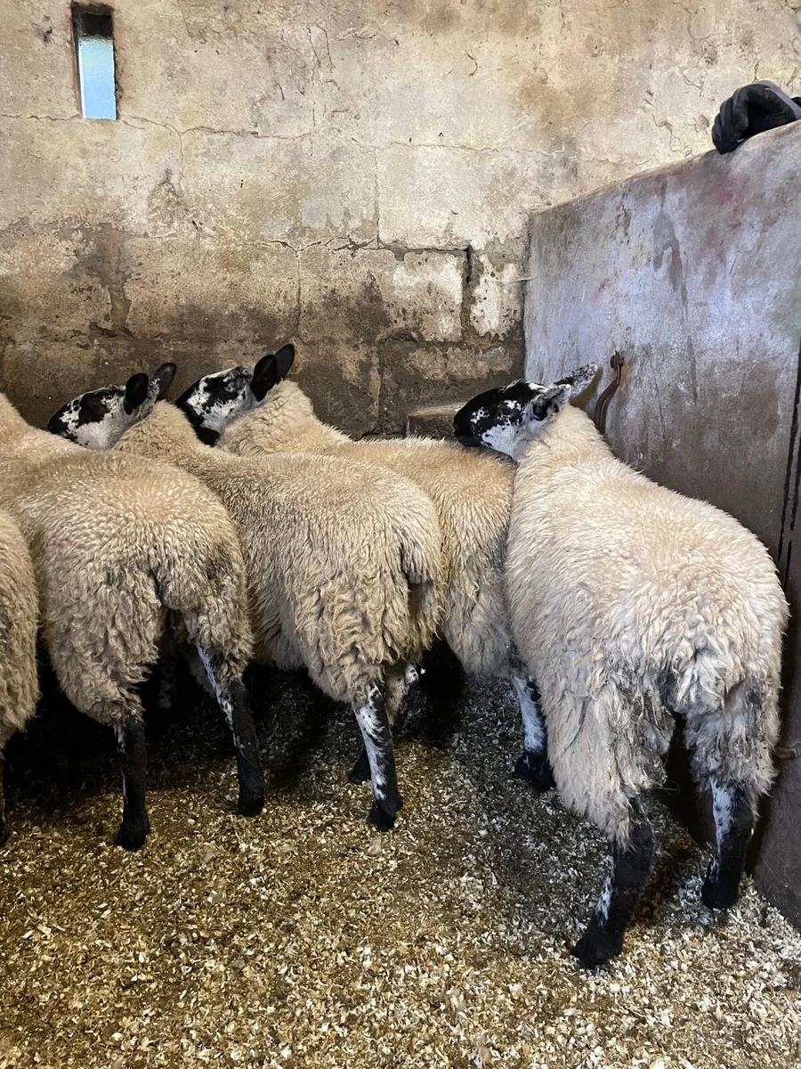 ⭐️EWE LAMBS⭐️ - Image 2