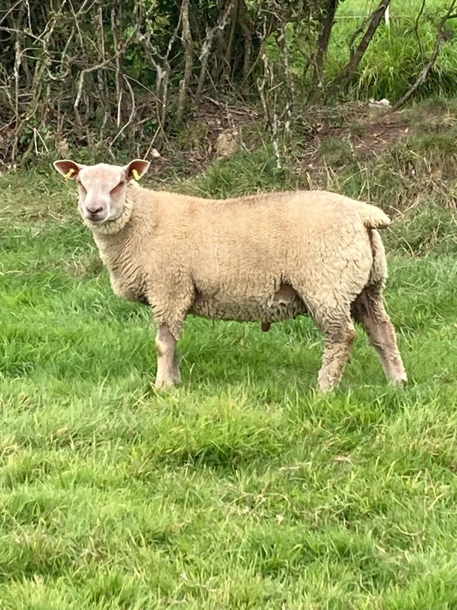 Charlollais ram lamb - Image 1