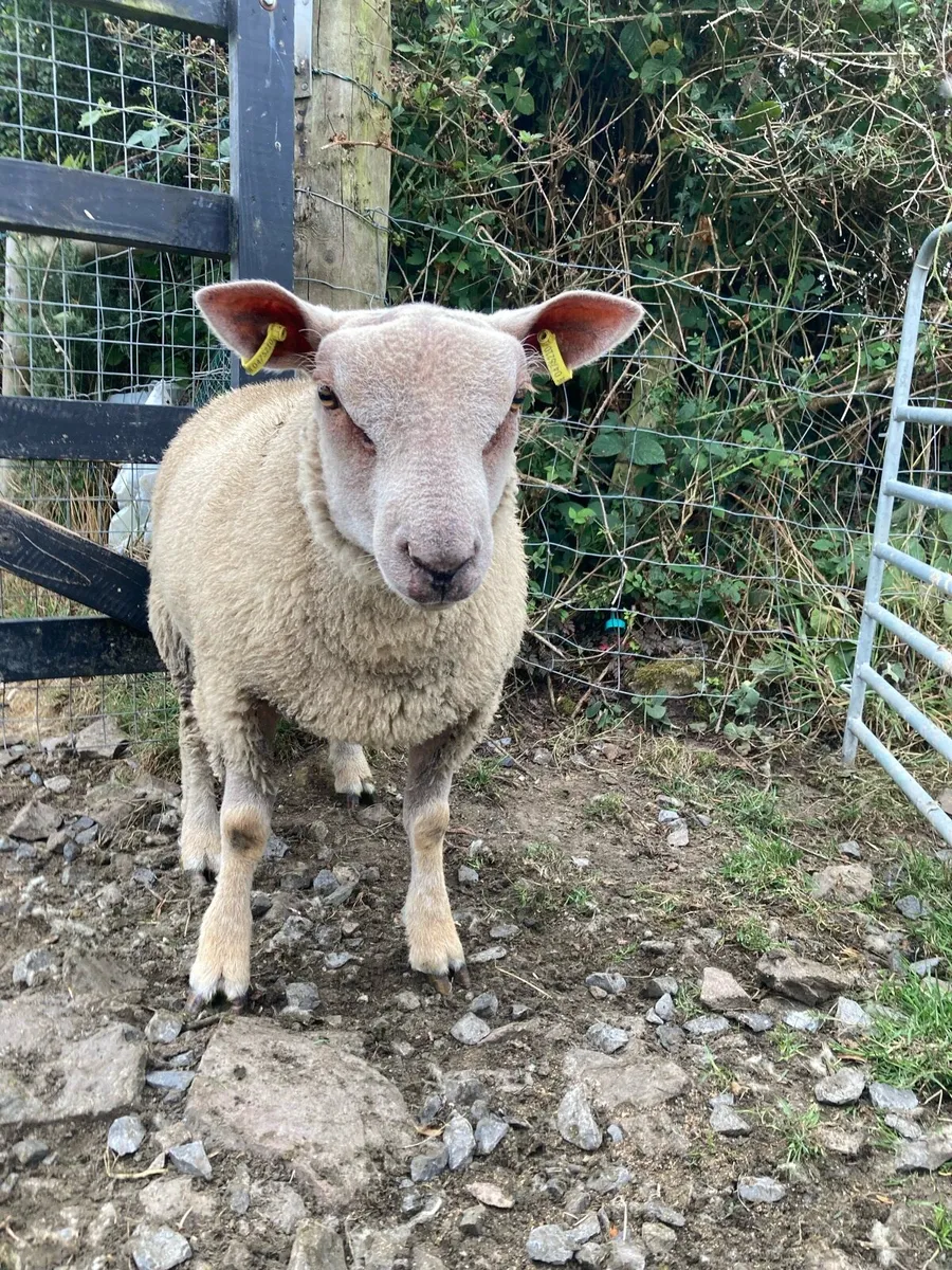 Charlollais ram lamb - Image 3