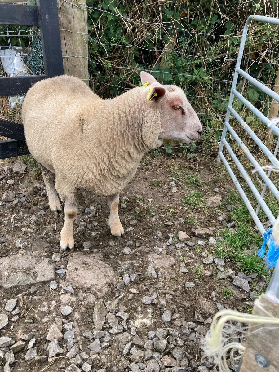 Charlollais ram lamb - Image 4