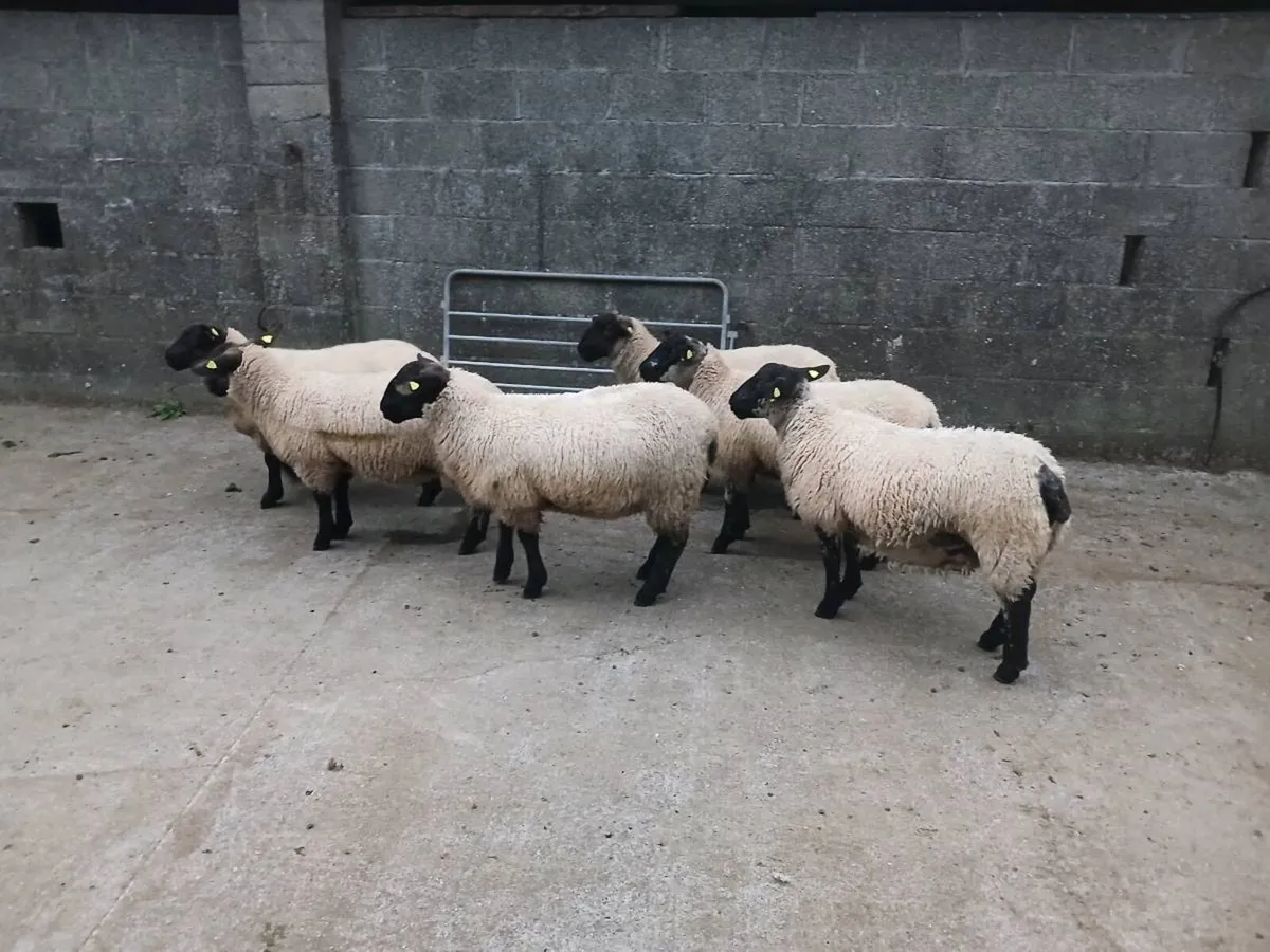 Ewe lambs for athenry Monday August 24th - Image 3