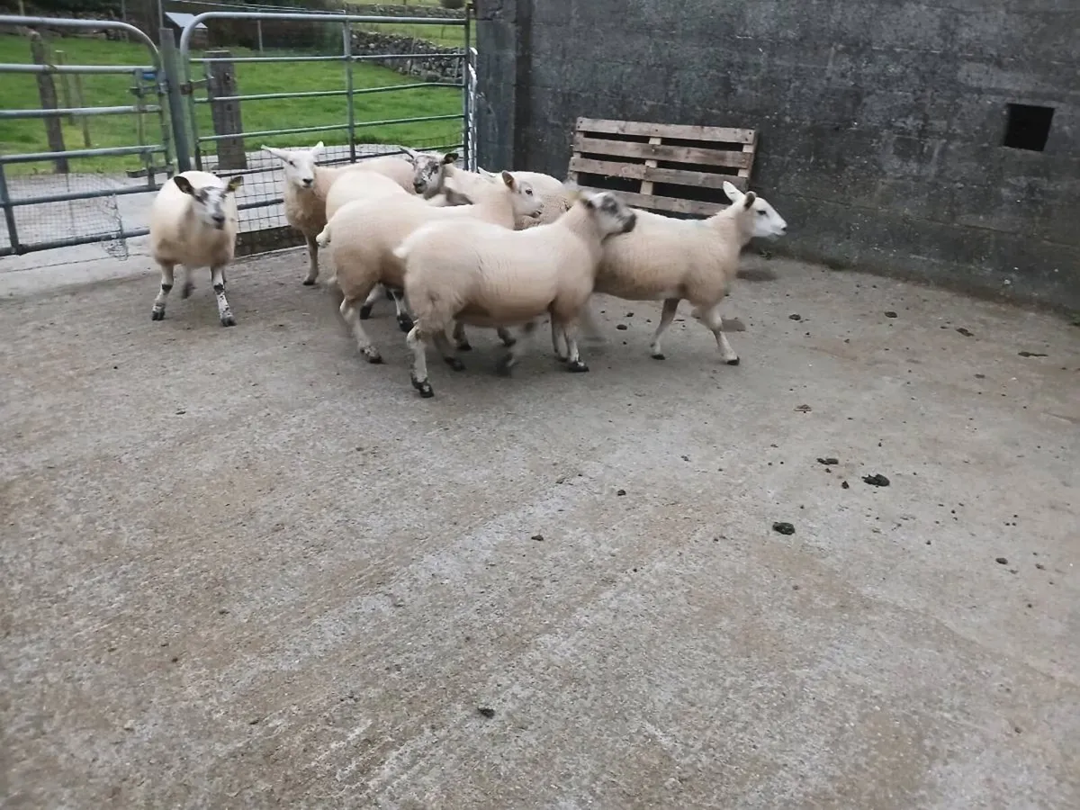 Ewe lambs for athenry Monday August 24th - Image 2