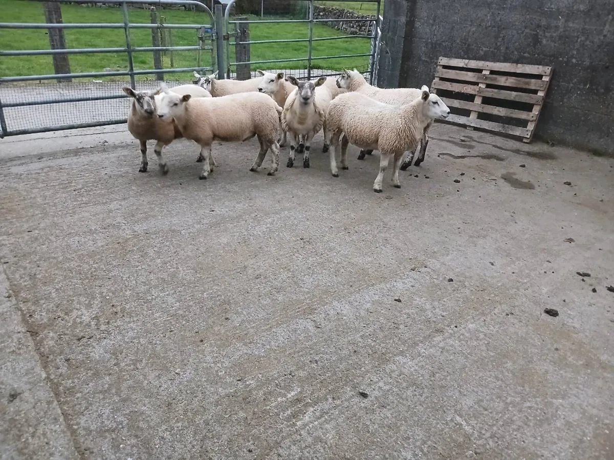 Ewe lambs for athenry Monday August 24th - Image 1