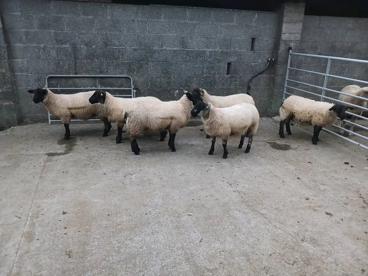 Ewe lambs for athenry Monday August 24th - Image 4