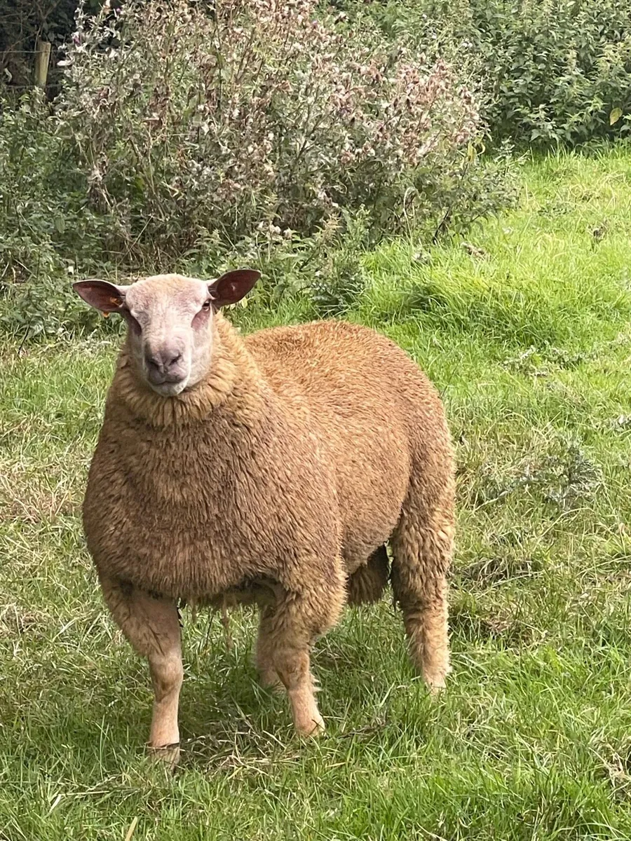 Lot 9 & 39 Athenry Monday 24th August - Image 1