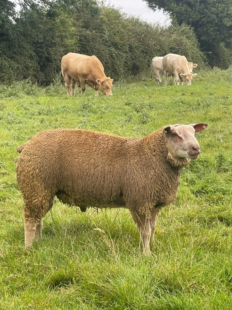 Lot 9 & 39 Athenry Monday 24th August - Image 4