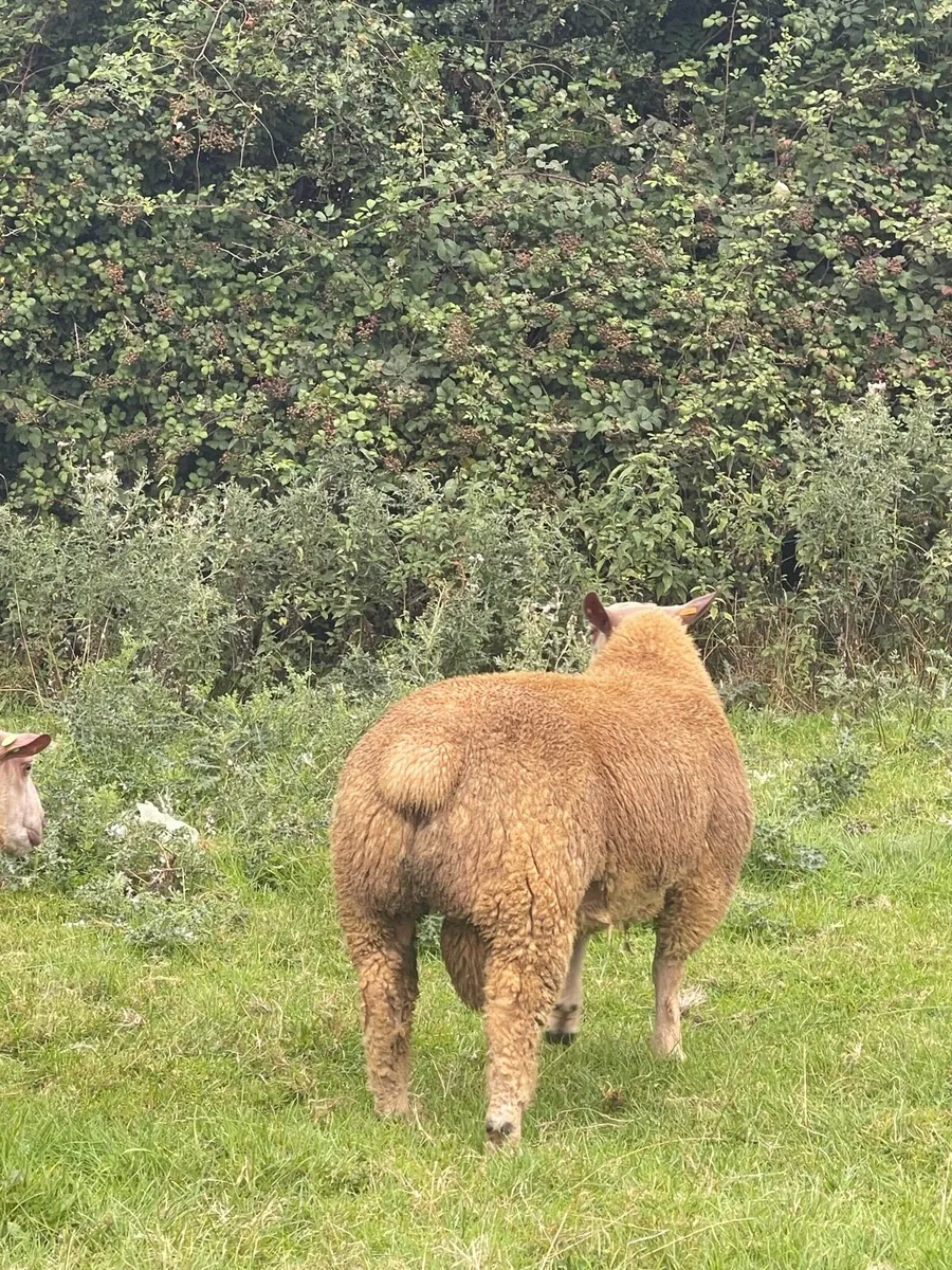 Lot 9 & 39 Athenry Monday 24th August - Image 2