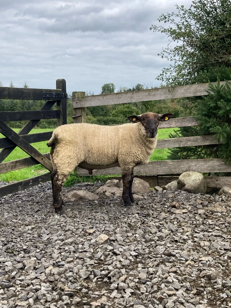 Suftex Ram lambs - Image 3