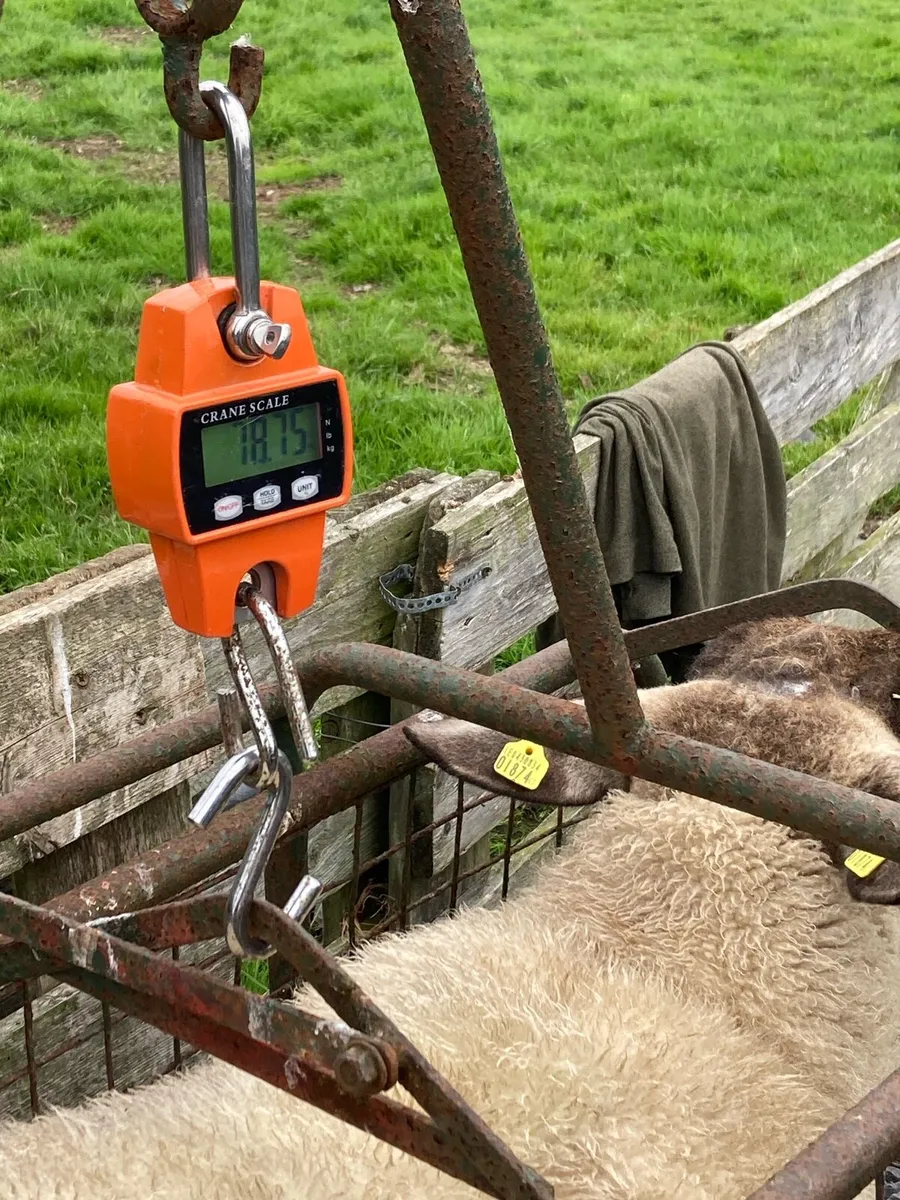 Suftex Ram lambs - Image 4
