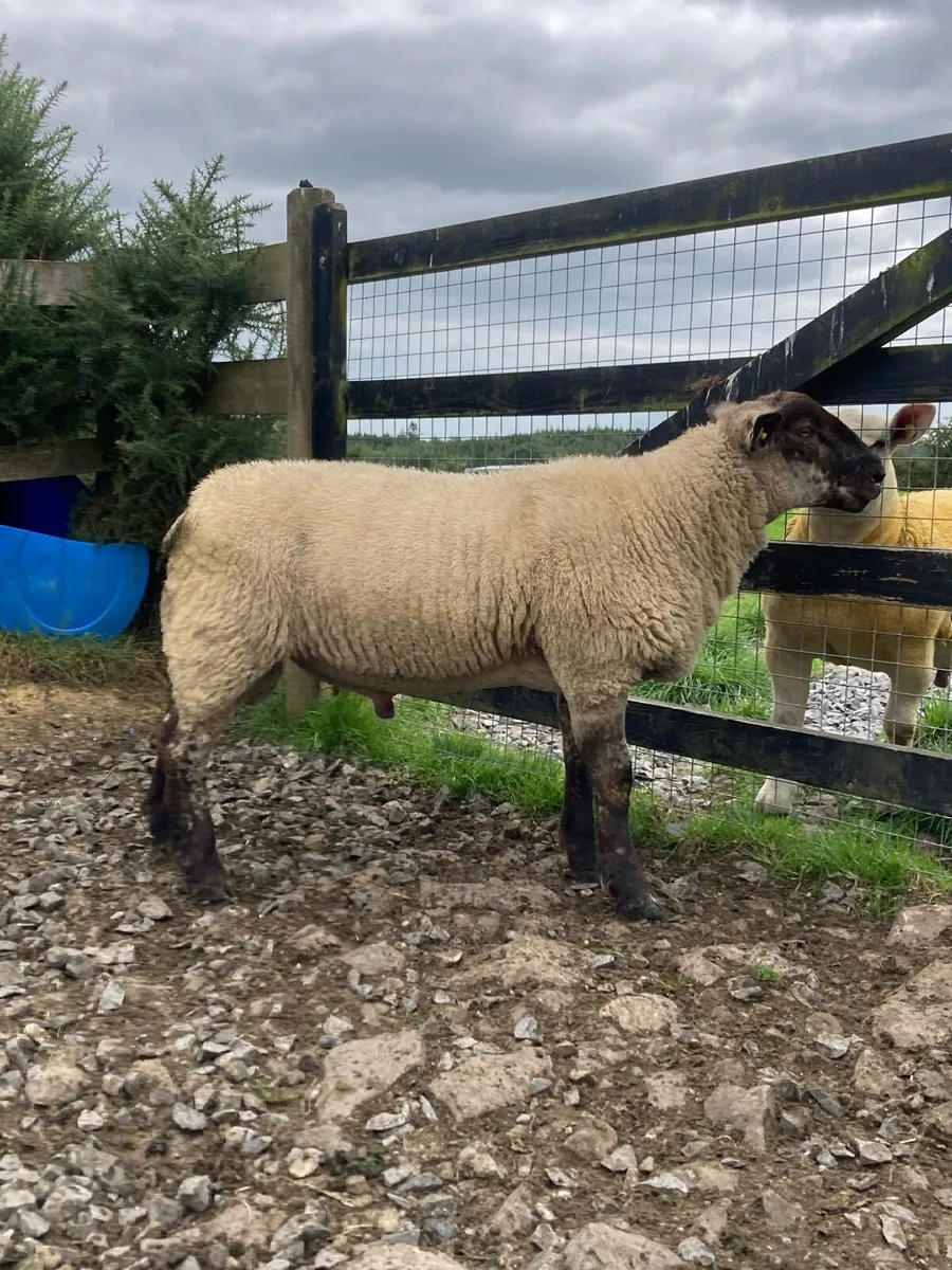 Suftex Ram lambs - Image 1