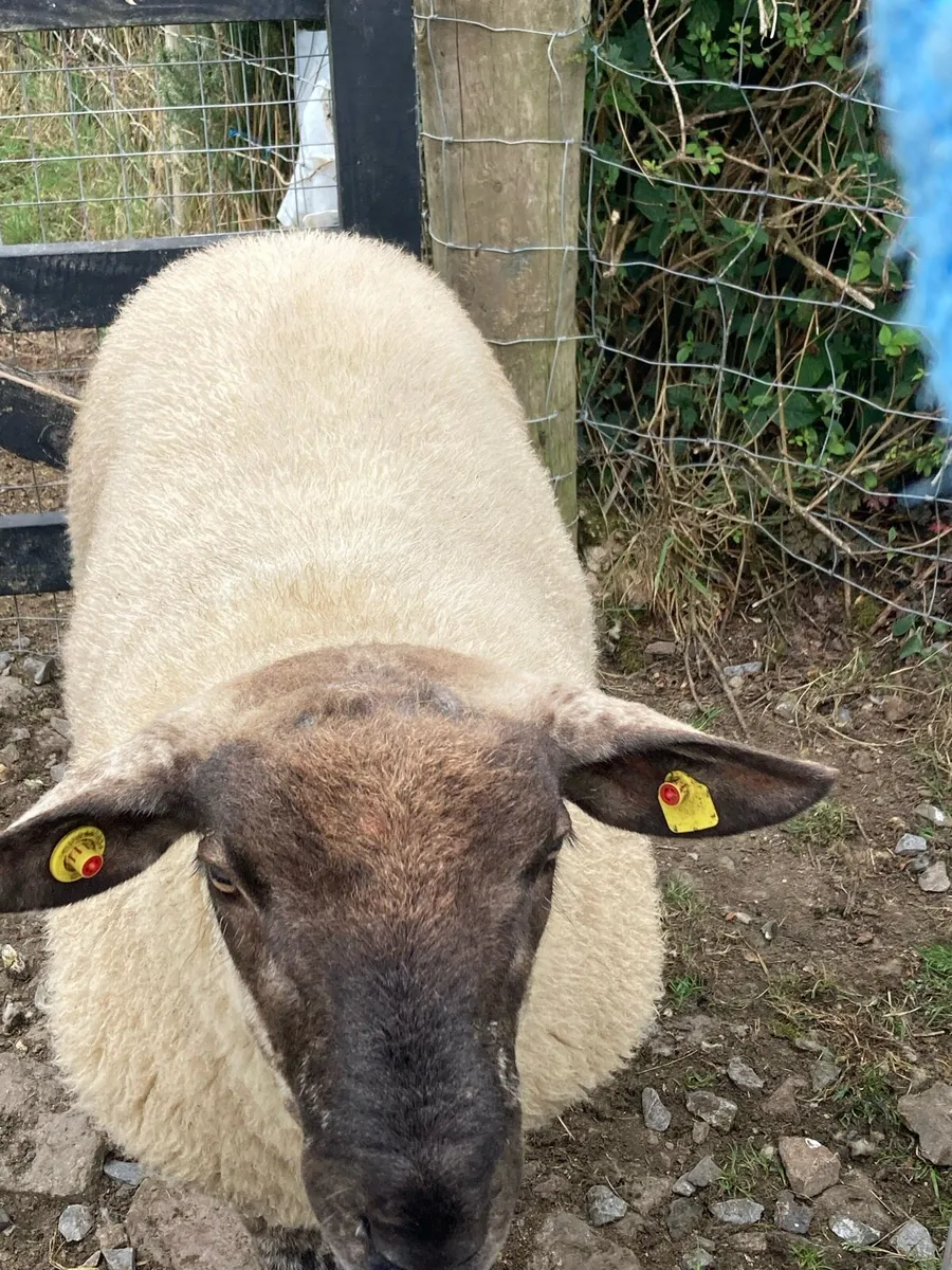 Suftex Ram lambs - Image 2