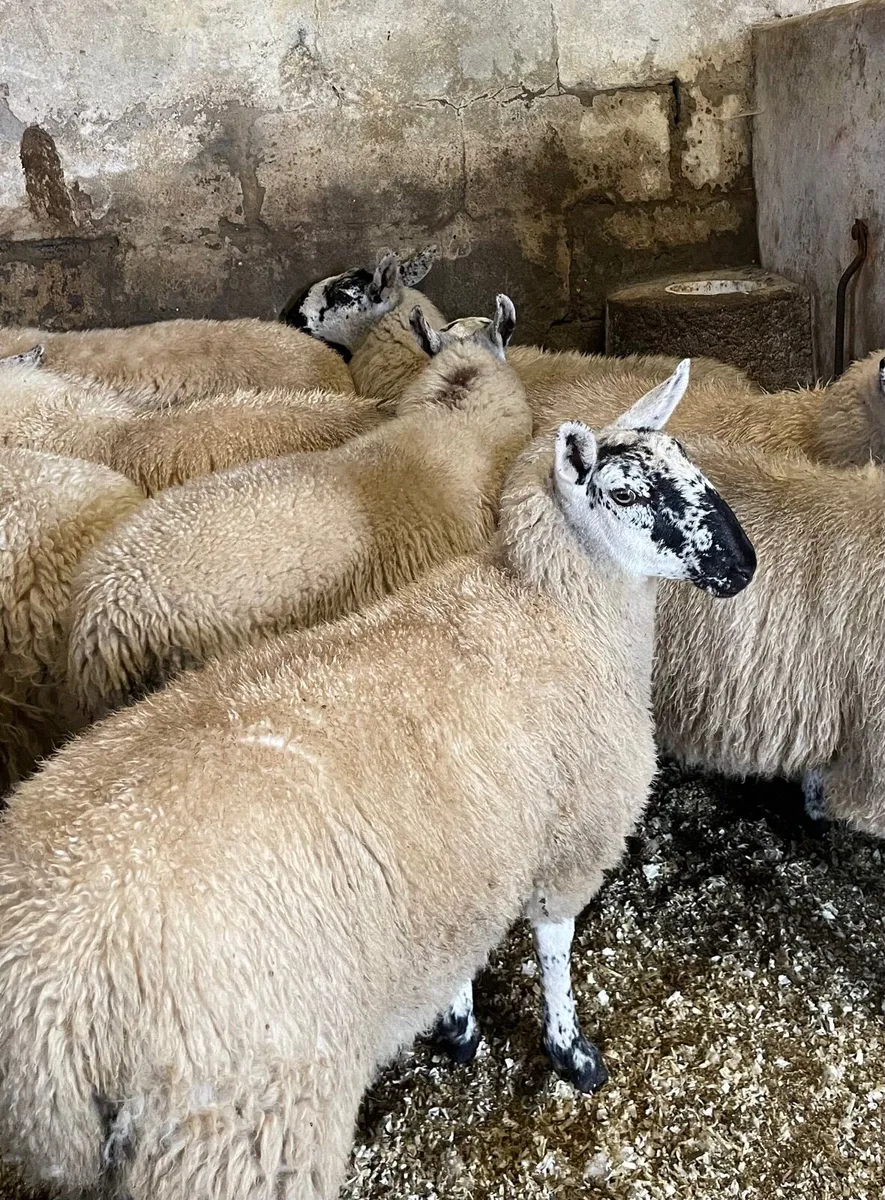 ⭐️ EWE LAMBS ⭐️ - Image 1