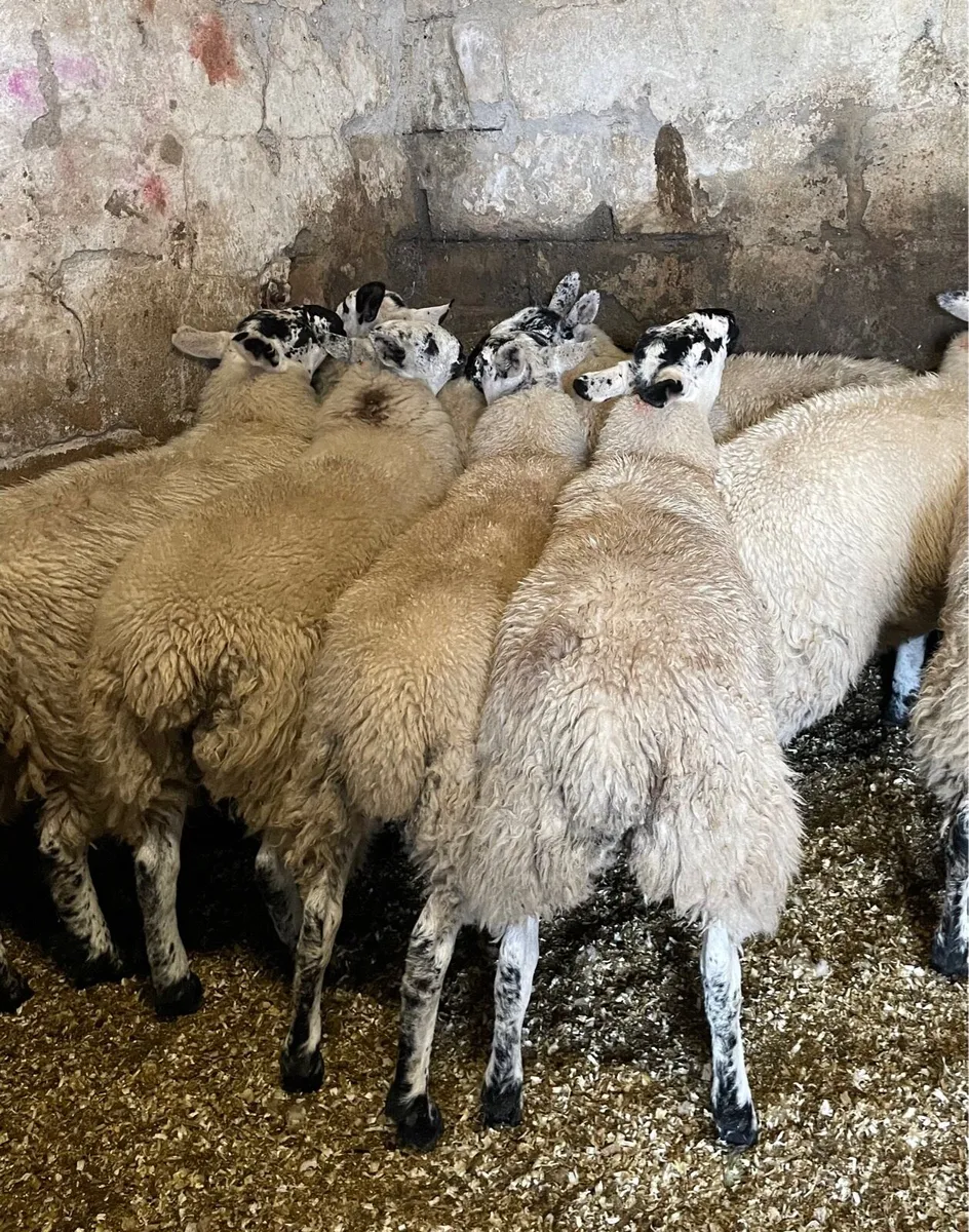 ⭐️ EWE LAMBS ⭐️ - Image 3