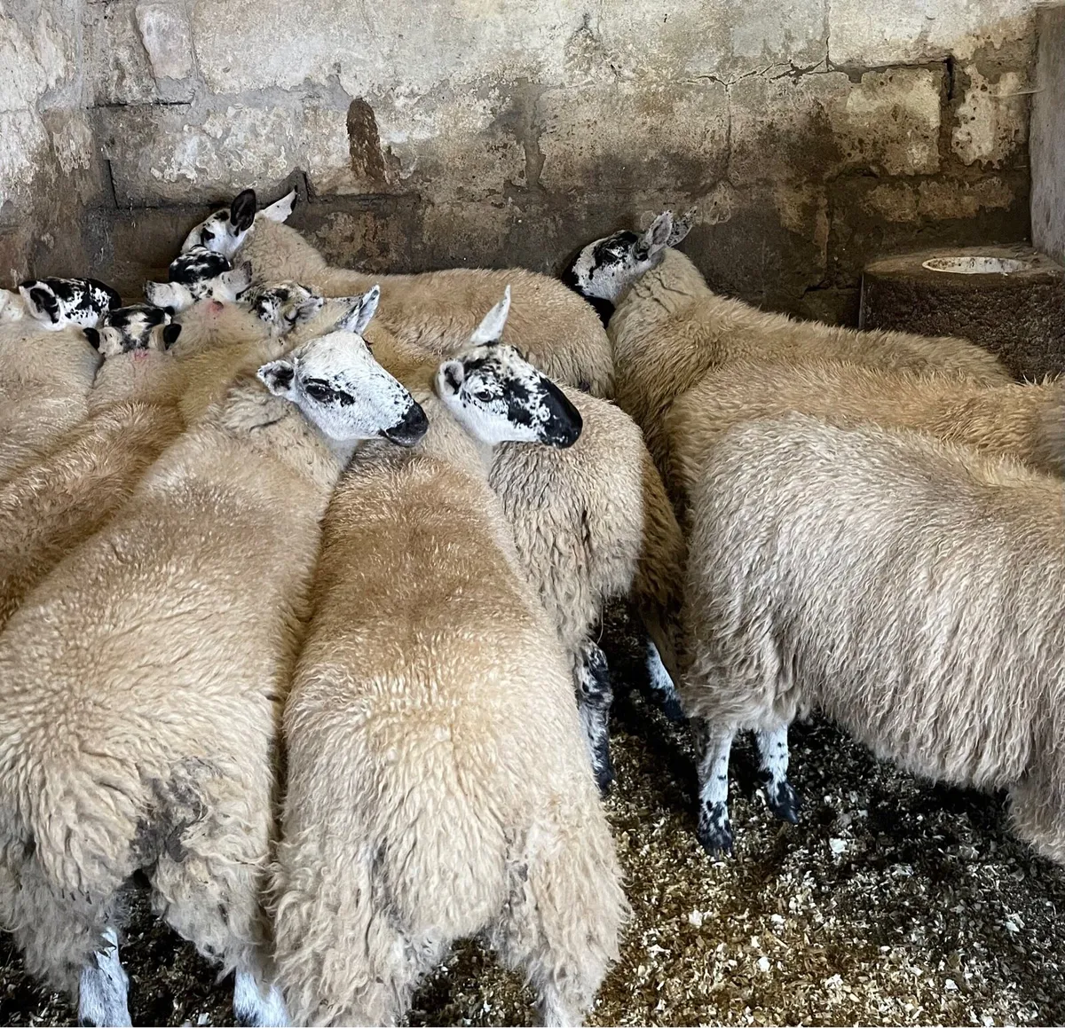 ⭐️ EWE LAMBS ⭐️ - Image 4