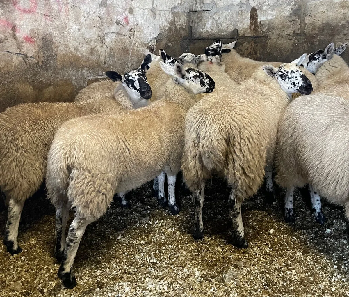 ⭐️ EWE LAMBS ⭐️ - Image 2