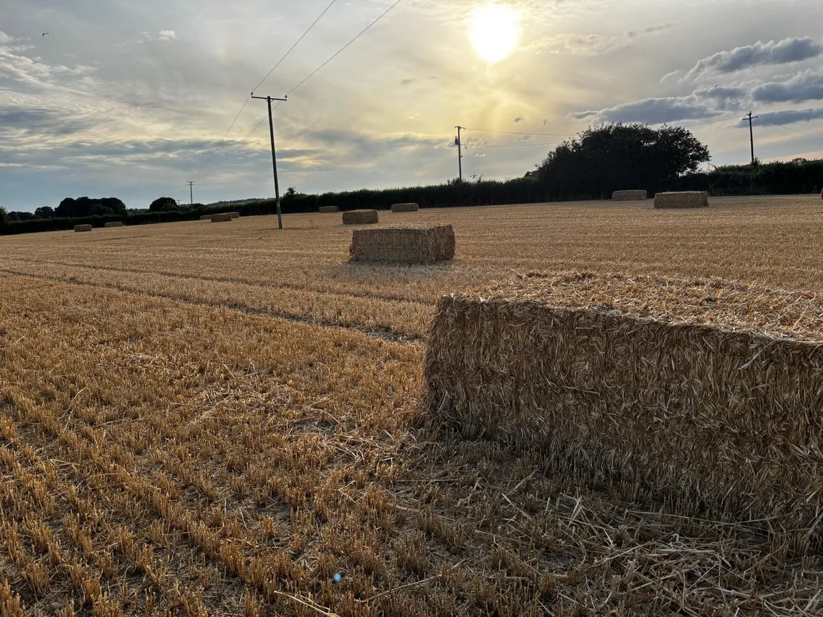 Wheaten straw - Image 1