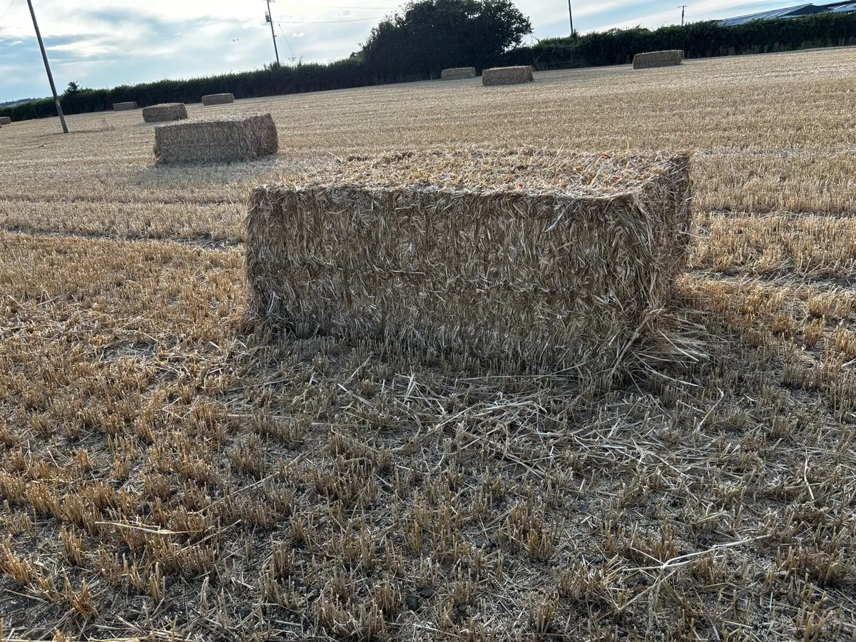 Wheaten straw - Image 2