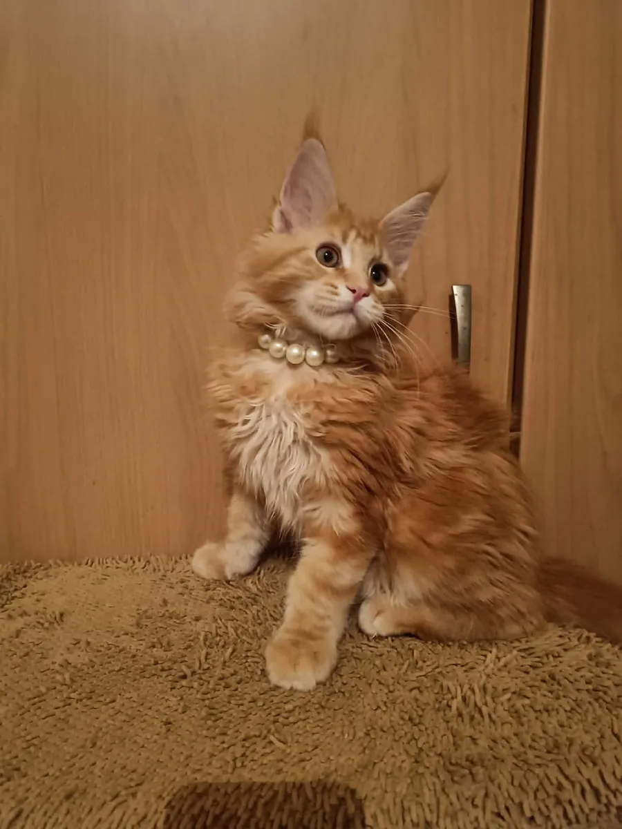 Maine Coon kitten   named Han  (WCF) are  for sale - Image 2