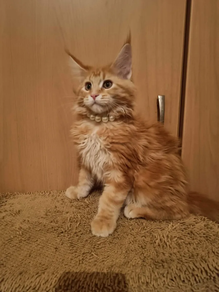 Maine Coon kitten   named Han  (WCF) are  for sale - Image 3